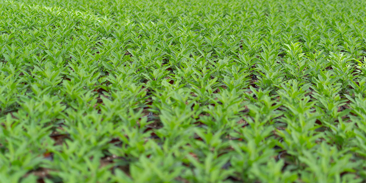 Nemasys® G Beneficial Nematodes