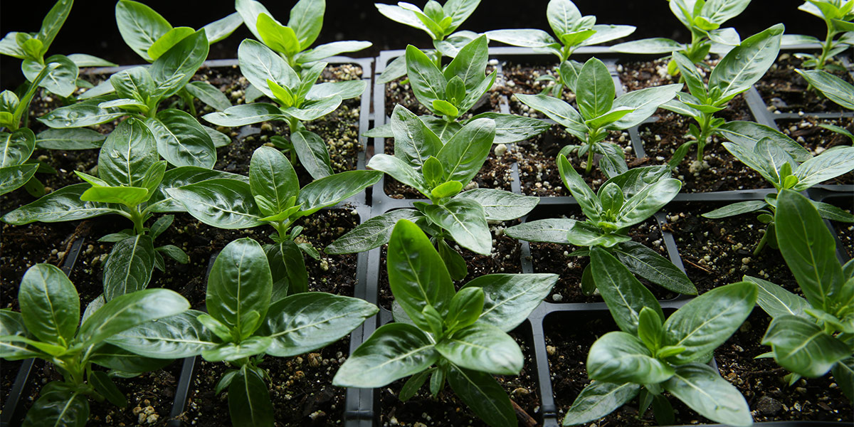 Nemasys® L Beneficial Nematodes
