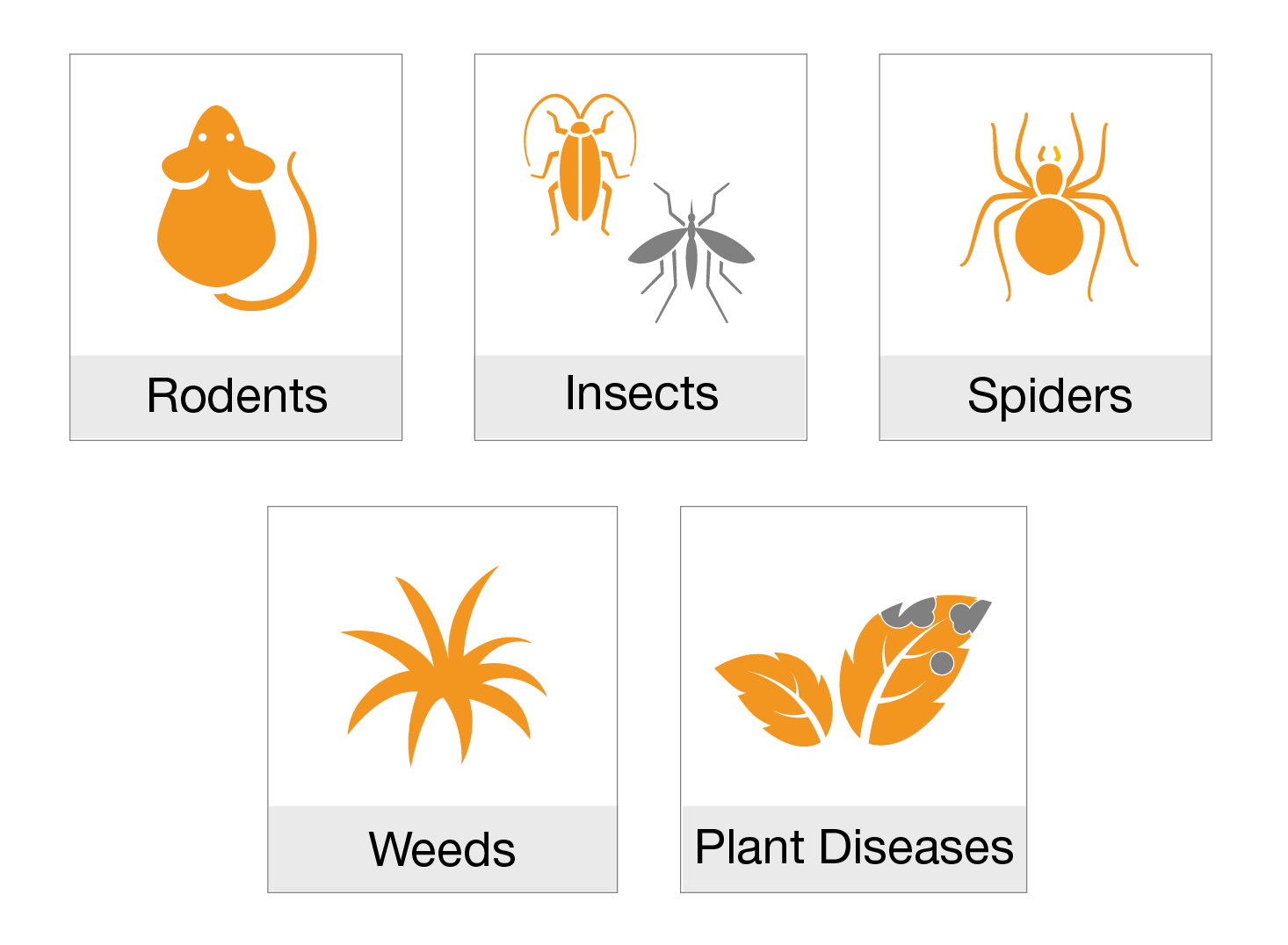 Images showing rodent, insects, spider, weed, and diseased plants